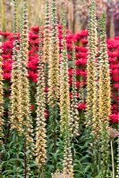 Digitalis ferruginea with Monarda 'Gardenview Scarlet'  behind - RHS Harlow Carr