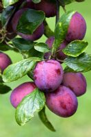 Prunus 'Czar' - Plums