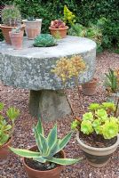 Pots of succulent plants including Aeonium arboreum surround a millstone table at the end of the swimming pool garden at Cothay Manor, Somerset