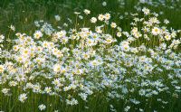 Leucanthemum vulgare - Oxe-eye daisies naturalised in a meadow