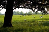 View of grazing sheep - The Old Rectory, Haselbech, Northamptonshire