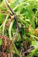 Erwinia carotovora var atroseptica - Blackleg causing blackening of plant stem