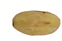 Sectioned potato with hollow heart due to water deficiency

