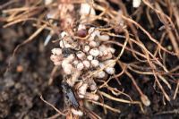 Nitrogen fixer - Nodules on broad bean roots