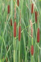 Typha angustifolia - Lesser Reedmace 
