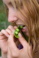Woman eating freshly picked garden peas
