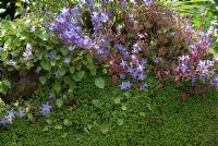Campanula poscharskyana and Soleirolia soleirolii - Mind-your-own-business growing down a wall 