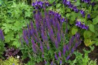 Salvia x sylvestris 'Mainacht' and Campanula rupestris 'Sarastro'