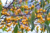 Malus 'Comtesse de Paris' syn. 'Comptessa de Paris' - Crab apples on a frosty winter's morning