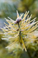 Abies concolor 'Winter Gold' - Hoar frost on White Fir