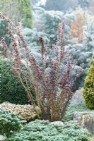 Berberis thunbergii f. atropurpurea 'Red Pillar' in winter - Barberry