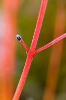 Hoar frost on the brightly coloured red winter stems of Cornus sanguinea 'Magic Flame - Dogwood
