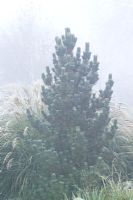 Pinus thunbergii syn. P. thunbergiana in winter - Japanese black pine 