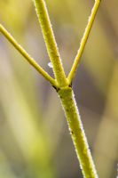 Cornus stolonifera 'White Gold' syn. C.sericea 'White Spot' - The winter stem of  Dogwood