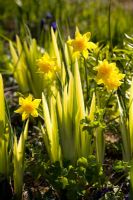 Narcissus jonquilla 'Flore Pleno' with emerging leaves of Iris pseudacorus 'Variegata' at Glebe Cottage