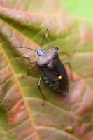 Pentatoma rufipes - Forest Bug which feeds on tree sap on Acer leaf
