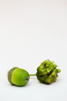 Knopper Galls on acorn fruit of Pedunculate or Common Oak Quercus robur with unaffected acorn against white background