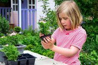 Young girl planting windowbox with Verbena bedding plants in garden 