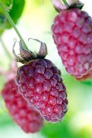 Rubus - Thornless Loganberry