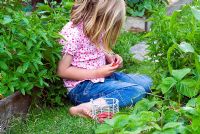 Young girl picking strawberries in the garden