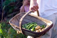 Man holding trug of freshly picked potatoes 'Charlotte' and peas 'Misty'
