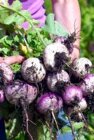 Hands holding freshly harvested Turnip 'Purple Top Milan'