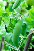 Pisum sativum 'Feltham First' - Peas