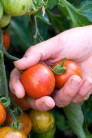 Woman picking Tomato 'Tiger Tom'