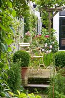 Raised seating area and pergola in courtyard garden with clipped Buxus standards in pots