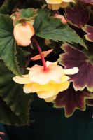 Begonia 'Illumination' 