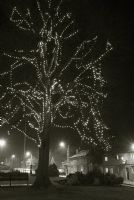 Illuminated ash tree at Christmas -   Dorset, UK