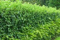 Wall completely clothed in ivy with  Asplenium scolopendrium - Hart's tongue fern below - Melplash Court, Bridport, Dorset