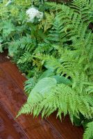 Foliage of Ferns and Hostas edging Decking - Formal Elements Garden, RHS Hampton Court Flower Show 2008