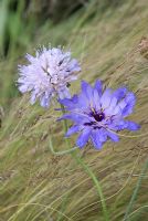 Catananche coerulea with Scabiosa