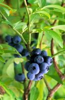 Vaccinium 'Goldtraube' - Blueberries