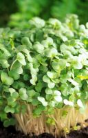 Cress - sprouting shoots of seedlings