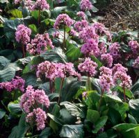 Bergenia cordifolia