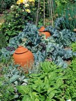 Kitchen garden with rhubarb forcing pots amongst Crambe maritima - Old Meadows,  Hampshire