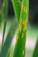 Mycosphaerella macrospora - Iris leaf spot showing spots on upper leaf surface