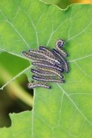 Pieris brassicae - Large white caterpillars feeding on nasturtium leaf