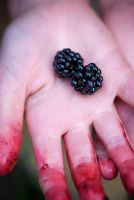 Blackberry picking