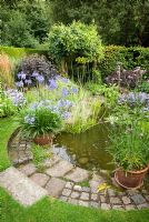 Garden pond at Southlands with Agapanthus and Verbena bonariensis