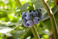 Vaccinium 'Heerma' - Blueberries