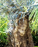 Olea europaea - Ancient olive trunk