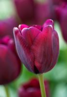 Tulipa 'Ronaldo' - Triumphator tulip 