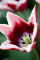 Tulipa 'Rajka' - Triumphator tulip 
