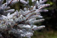 Picea pungens 'Eric Frahm' - Norway Spruce