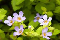 Bacopa 'Copia Golden Leaves'