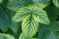 Magnesium deficiency in raspberry shows as interveinal yellowing