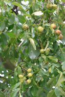 Juglans regia - Walnut nuts ripening on tree
